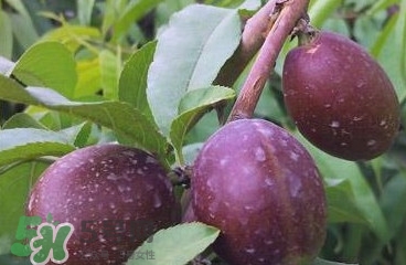 黑桃是什么水果？吃黑桃有什么好處？