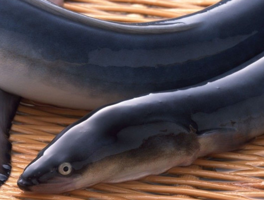 鰻魚是帶魚嗎？鰻魚和帶魚有什么區(qū)別