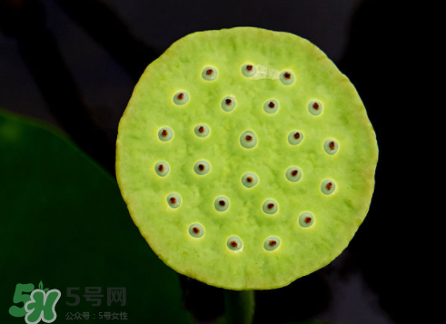 吃蓮蓬長胖嗎？吃蓮蓬會胖嗎？