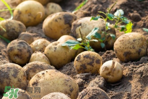 7月份能種土豆嗎？土豆7月怎樣種植？