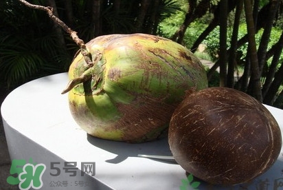 椰子什么時(shí)候成熟？椰子什么時(shí)候吃最好