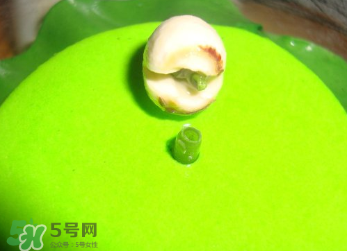 新鮮蓮子可以種嗎？新鮮蓮子能種出荷花嗎？