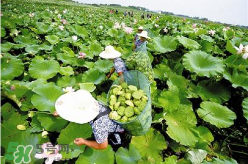 新鮮蓮子可以種嗎？新鮮蓮子能種出荷花嗎？