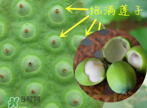 新鮮蓮子有什么功效？新鮮蓮子一次吃多少？