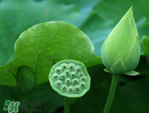 新鮮蓮蓬可以去胎毒嗎？蓮蓬煮水可以去胎毒嗎？