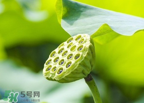 新鮮蓮蓬可以去胎毒嗎？蓮蓬煮水可以去胎毒嗎？