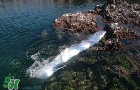 皇帶魚吃什么？皇帶魚吃人嗎？