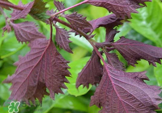紫蘇是什么植物？紫蘇是發(fā)物嗎？