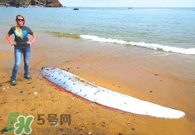 皇帶魚(yú)好吃嗎？皇帶魚(yú)和帶魚(yú)的區(qū)別