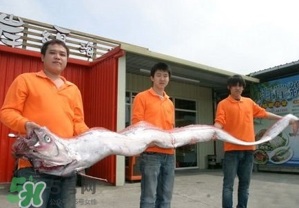 皇帶魚吃什么？皇帶魚吃人嗎？
