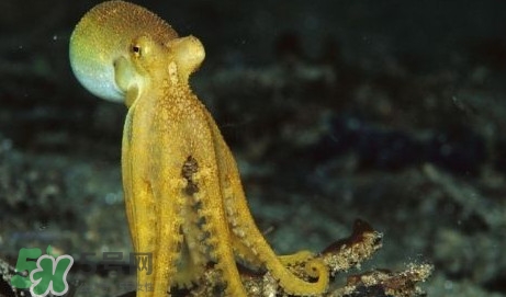 八帶魚怎么洗？八爪魚怎么處理干凈