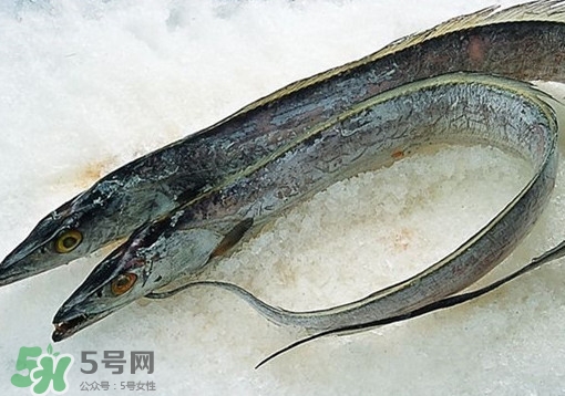帶魚為什么都是死的？帶魚為什么出水就死？