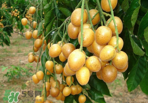 黃皮果什么品種最好吃？黃皮果吃多了會(huì)怎樣