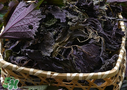 紫蘇是什么植物？紫蘇是發(fā)物嗎？