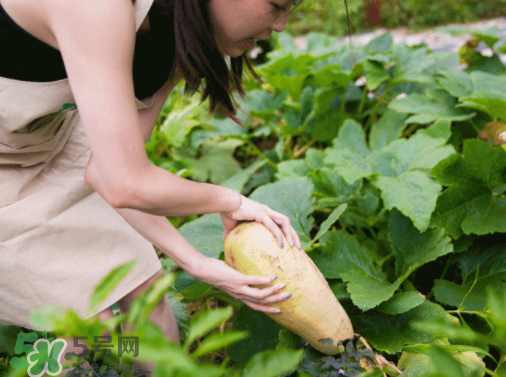入伏種什么菜？入伏適合種哪些蔬菜？