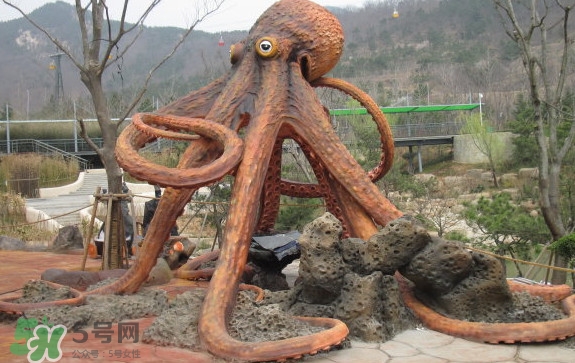 章魚是烏賊嗎？章魚與烏賊的區(qū)別