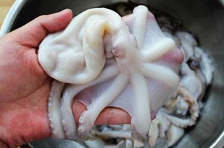 章魚是魚嗎？章魚有什么營養(yǎng)價值？