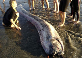 皇帶魚(yú)吃什么？皇帶魚(yú)吃人嗎？