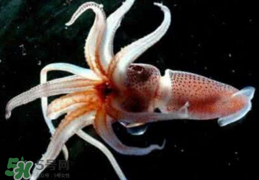 章魚是烏賊嗎？章魚與烏賊的區(qū)別