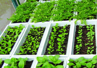 入伏種什么菜？入伏適合種哪些蔬菜？