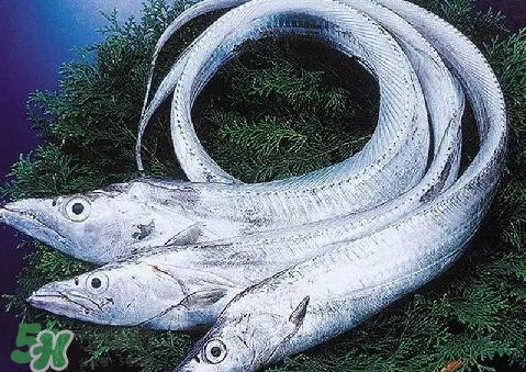 帶魚為什么都是死的？帶魚為什么出水就死？