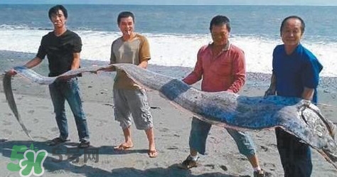 皇帶魚多少錢一斤？皇帶魚的價(jià)格