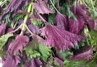 紫蘇是什么植物？紫蘇是發(fā)物嗎？