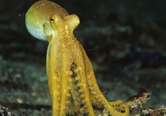 八帶魚(yú)怎么洗？八爪魚(yú)怎么處理干凈