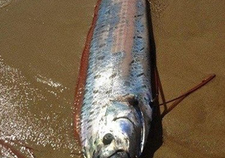 皇帶魚(yú)多少錢(qián)一斤？皇帶魚(yú)的價(jià)格