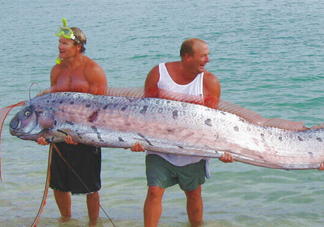 皇帶魚(yú)可以吃嗎？皇帶魚(yú)是帶魚(yú)的一種嗎