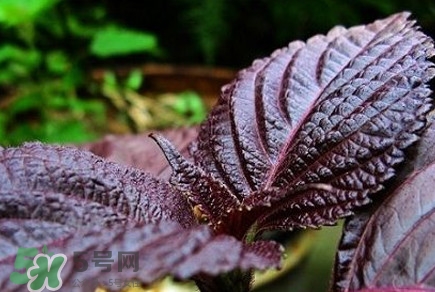 紫蘇葉能經(jīng)常泡茶喝嗎？紫蘇葉與蘇葉一樣嗎
