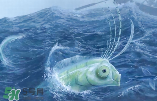 皇帶魚可以吃嗎？皇帶魚是帶魚的一種嗎