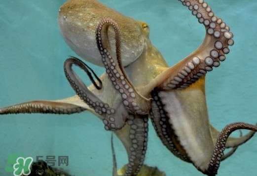 章魚是烏賊嗎？章魚與烏賊的區(qū)別