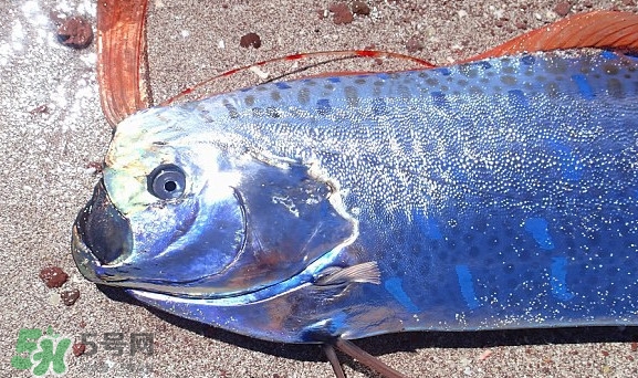 皇帶魚吃什么？皇帶魚吃人嗎？
