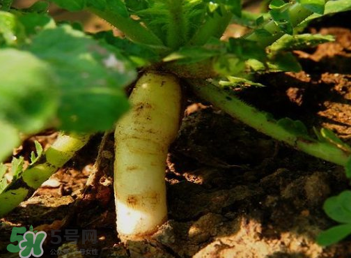 頭伏蘿卜二伏菜是什么意思？頭伏種什么菜？