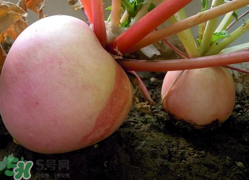頭伏蘿卜二伏菜是什么意思？頭伏種什么菜？