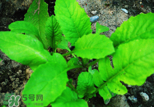 頭伏蘿卜二伏菜是什么意思？頭伏種什么菜？