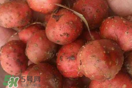 野地瓜是什么？野地瓜好吃嗎