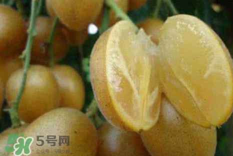 黃皮果可以減肥嗎？黃皮果能減肥嗎