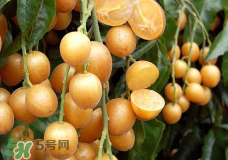 黃皮果可以放冰箱嗎？黃皮果可以放多久