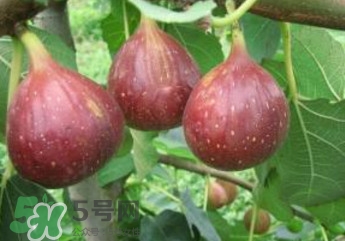無花果什么品種最好？無花果哪種品種好吃