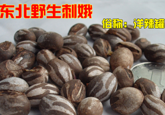 洋辣子多少錢一斤？洋辣子罐是什么