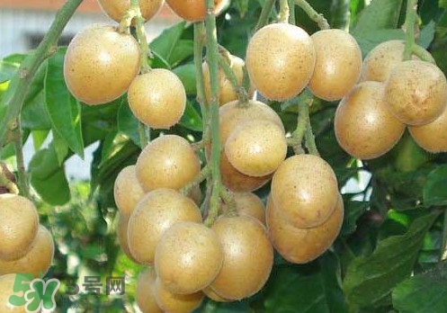 黃皮果可以放冰箱嗎？黃皮果可以放多久