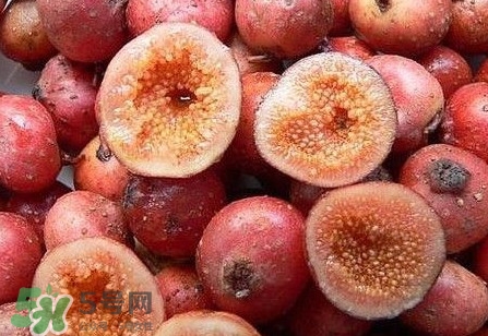 野地瓜是什么？野地瓜好吃嗎
