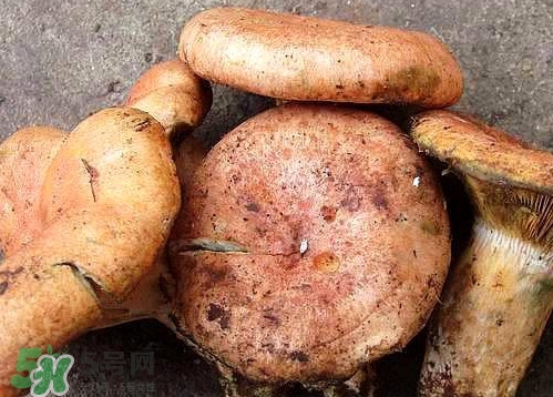 重陽菌可以種植嗎？重陽菌為什么不能人工種植？