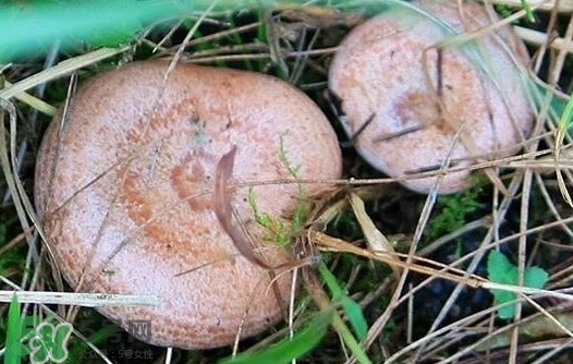 樅樹菌幾月才有？樅樹菌什么時候才有