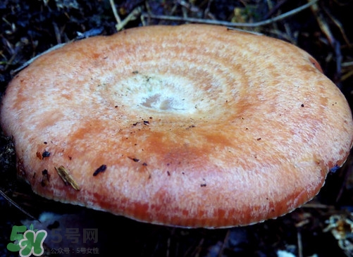 重陽(yáng)菌什么時(shí)候有？重陽(yáng)菌不能與什么食物一起吃