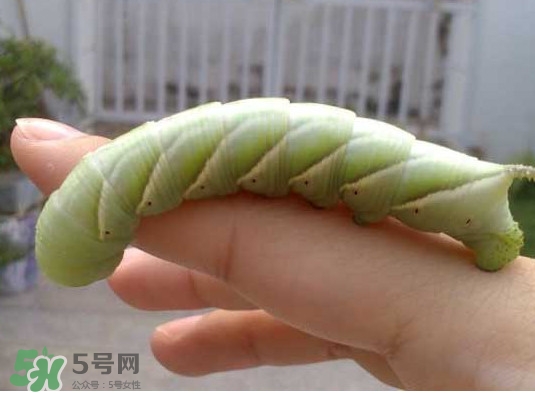 豆丹是什么？豆丹多少錢一斤？