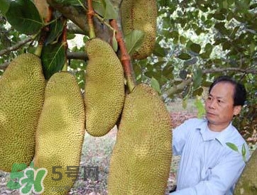 木菠蘿怎樣才算熟？木菠蘿怎么切？