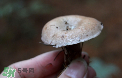 重陽(yáng)菌什么時(shí)候有？重陽(yáng)菌不能與什么食物一起吃